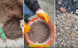 Dünyanın sonunu getirecek: Karadeniz ve Marmara’yı sardı!